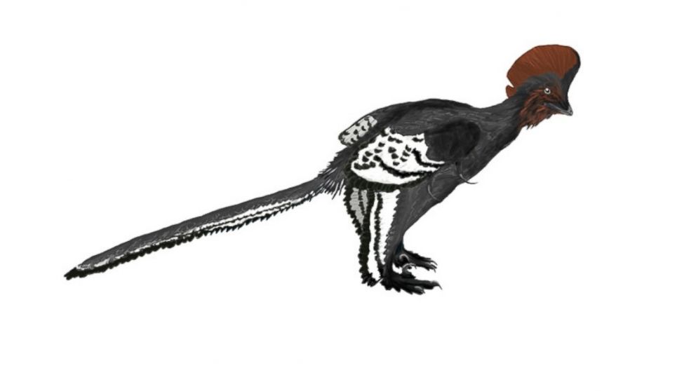 PHOTO: An artistic rendering of an Anchiornis huxleyi is pictured here. 