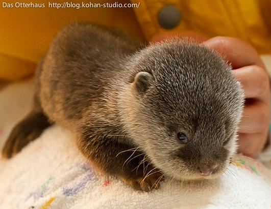 Cute Baby Otters Picture | Baby Otters Come Out to Play - ABC News