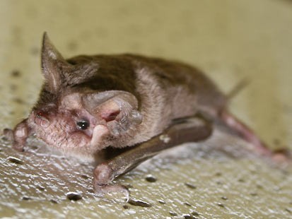 Bat Sings Louder than a Rock Band