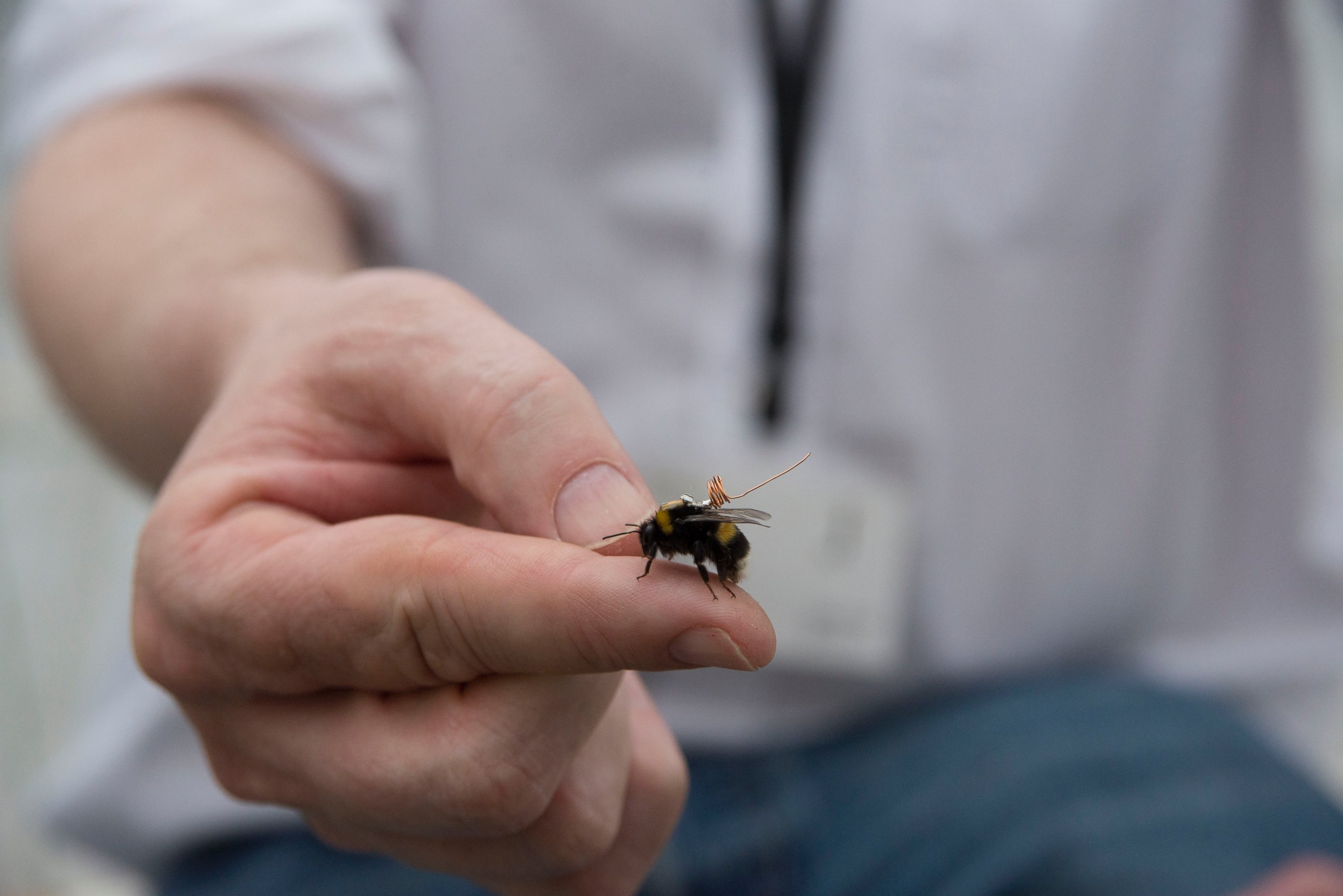 PHOTO: Kew Gardens in London is mapping bee behavior using tiny trackers mounted to their bodies.
