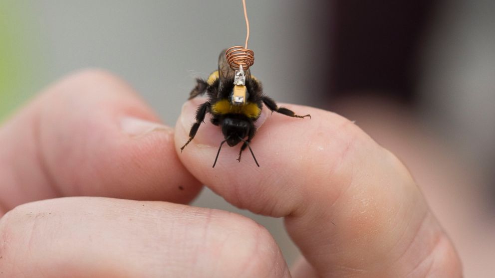 Kew Gardens in London is mapping bee behavior using tiny trackers mounted to their bodies.

