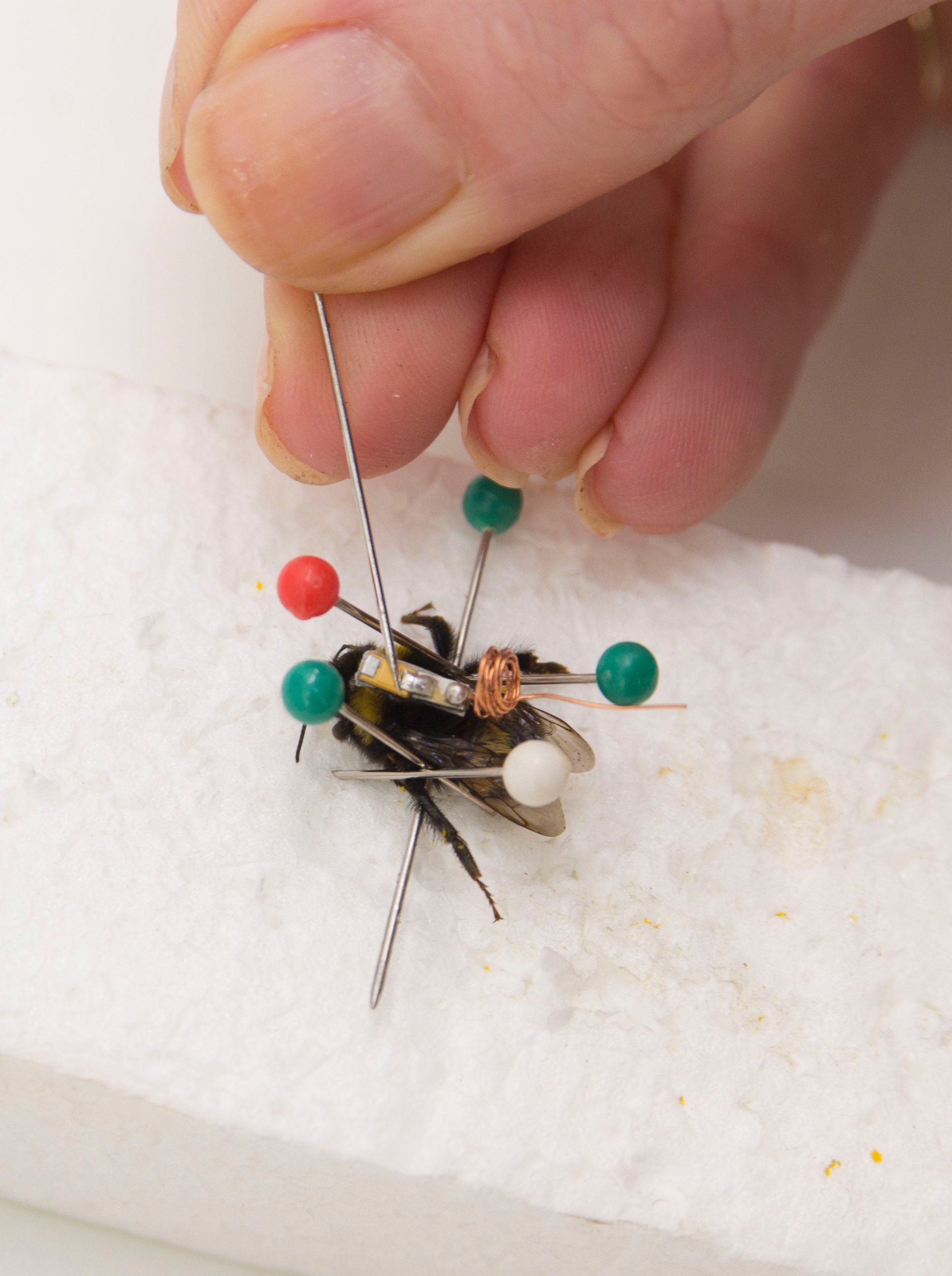PHOTO: Kew Gardens in London is mapping bee behavior using tiny trackers mounted to their bodies.
