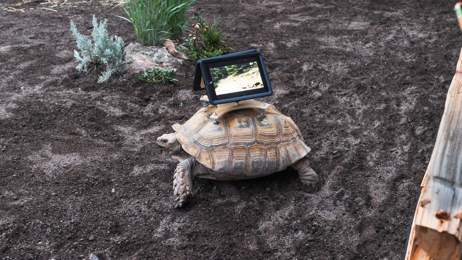 Tortoise Art Installation Under Fire; Conservationist Defends Exhibit - ABC  News