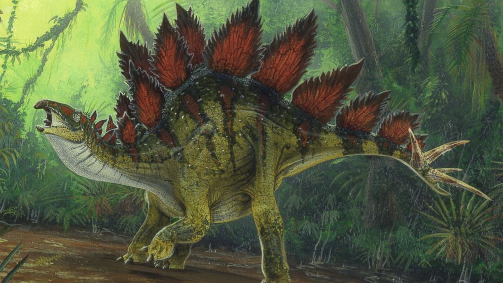An artistic rendering of a Stegosaurus is pictured here. 
