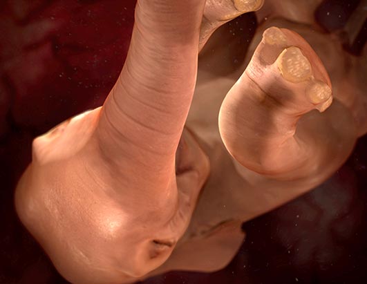 In the Womb: Animals Photos - ABC News