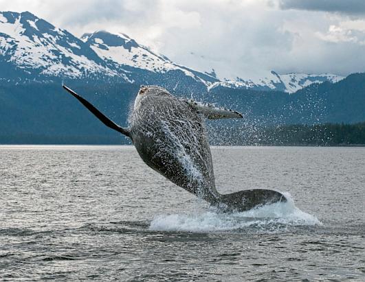 Inhabitants of the Sea Picture | National Geographic's 