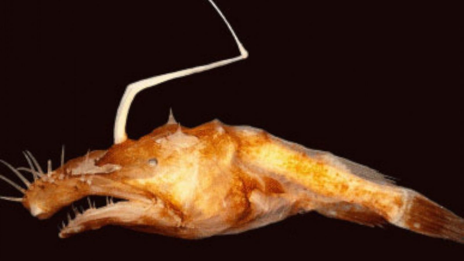 Scary Looking Deep Sea Fish Discovered in 'Midnight Zone' of Ocean - ABC  News