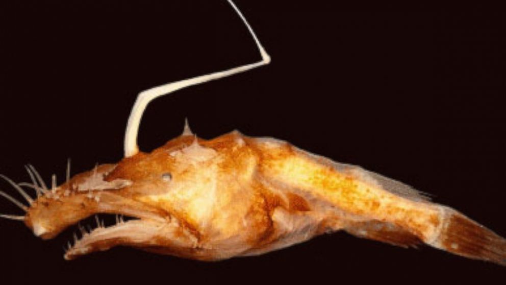 A New Anglerfish was discovered in the Gulf of Mexico.