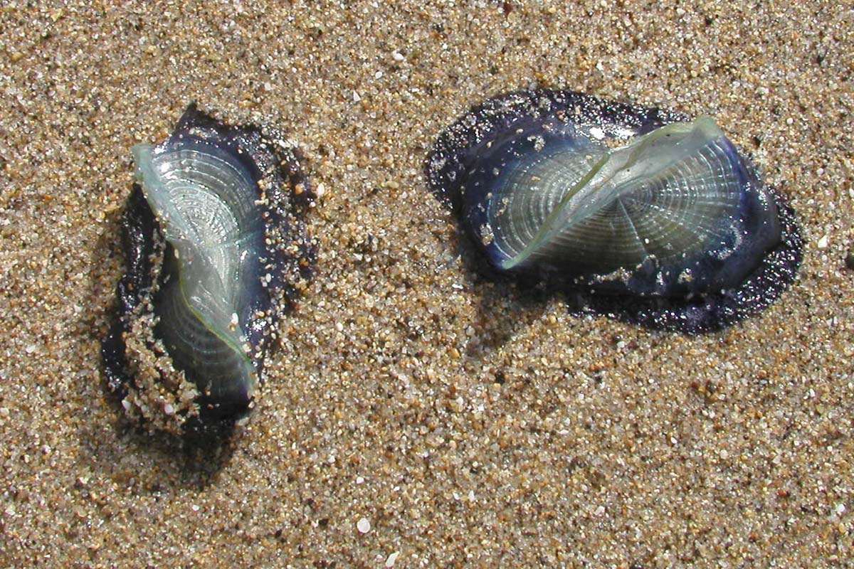 PHOTO: Two by-the-wind-sailors on Pescadora State Beach, Calif. on April, 17 2003.