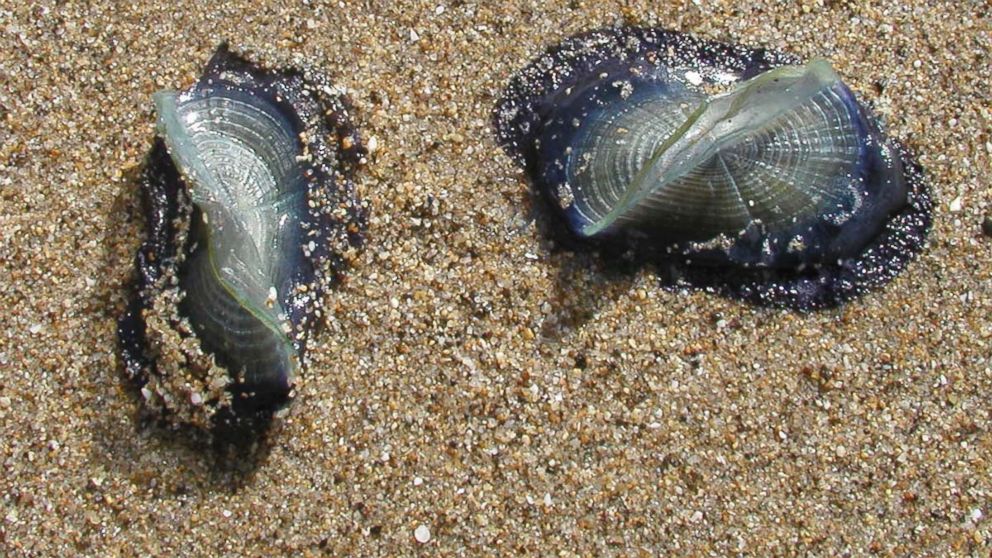 Mysterious Blue Jellyfish Like Creatures Invade West Coast Beaches Abc News