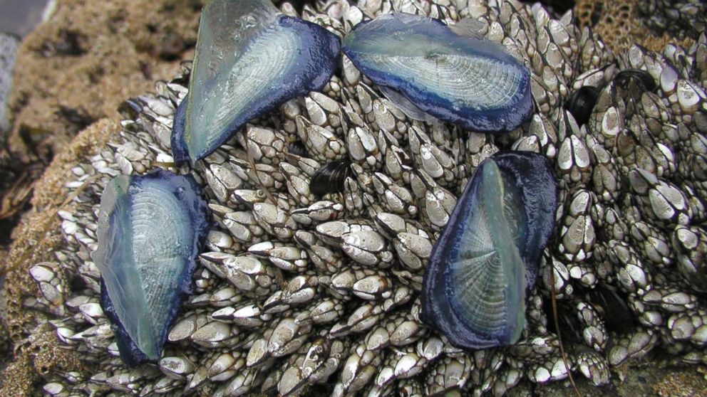 PHOTO: A few Velella velella, also known as by-the-wind-sailors, were seen on Pescadero State Beach, Calif. on May, 14 2003.