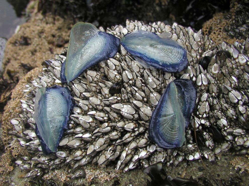 PHOTO: A few Velella velella, also known as by-the-wind-sailors, were seen on Pescadero State Beach, Calif. on May, 14 2003.