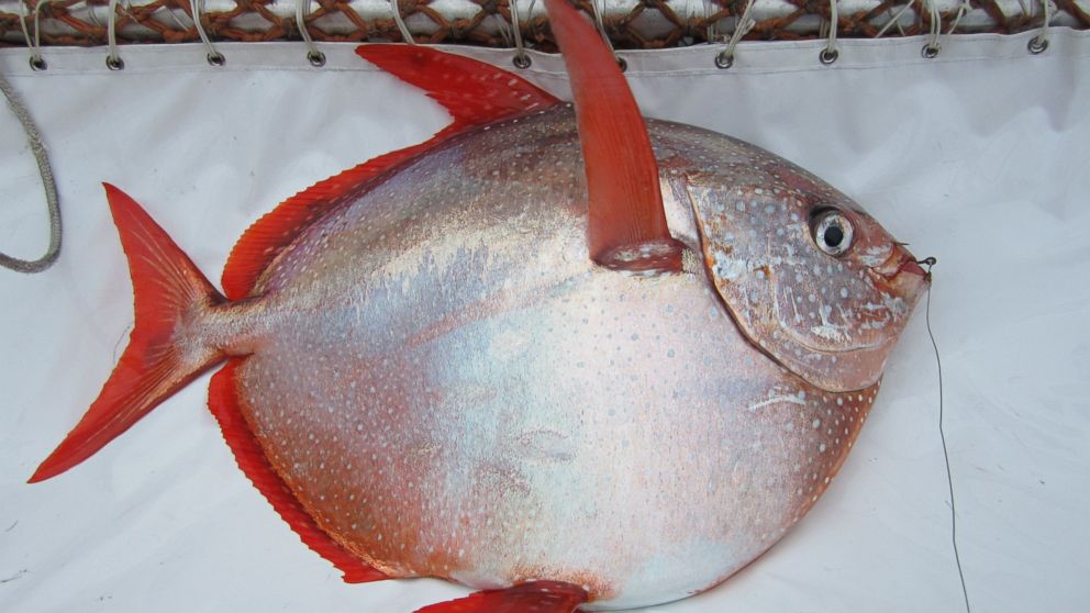 PHOTO: An opah captured during longline surveys by the Southwest Fisheries Science Center.