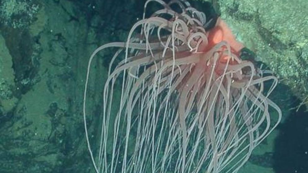 This unidentified specimen belonging within Relicanthidae is a sea creature that was previously thought to be a giant sea anemone (order Actiniaria).