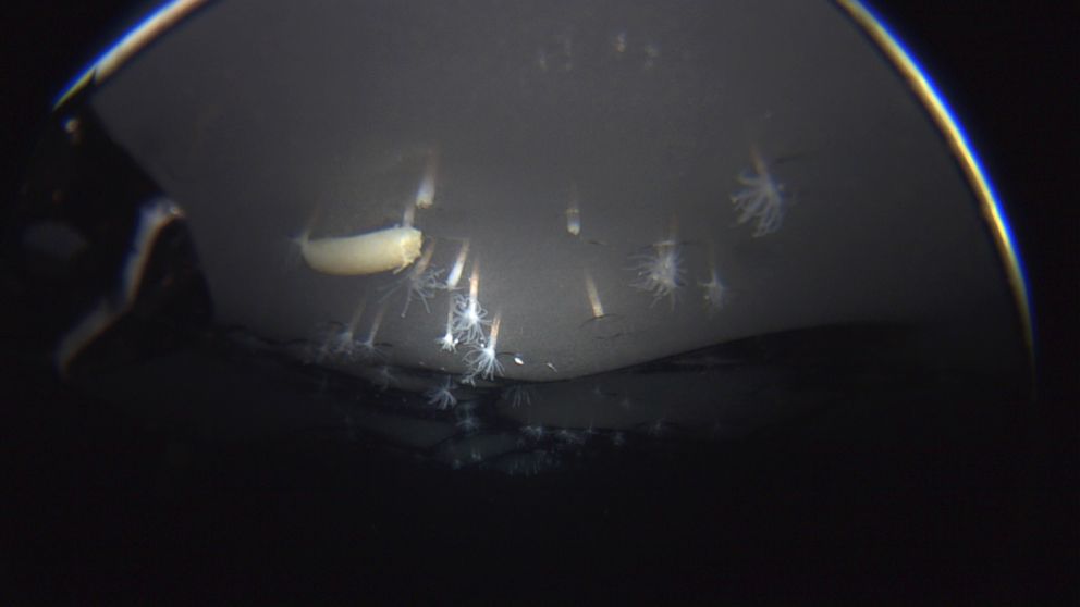 A new species of sea anemone, Edwardsiella andrillae, is observed living anchored in the ice at the underside of the Ross Ice Shelf, Antarctica--one anemone with an unidentified organism, nicknamed the "eggroll" holding on to it.