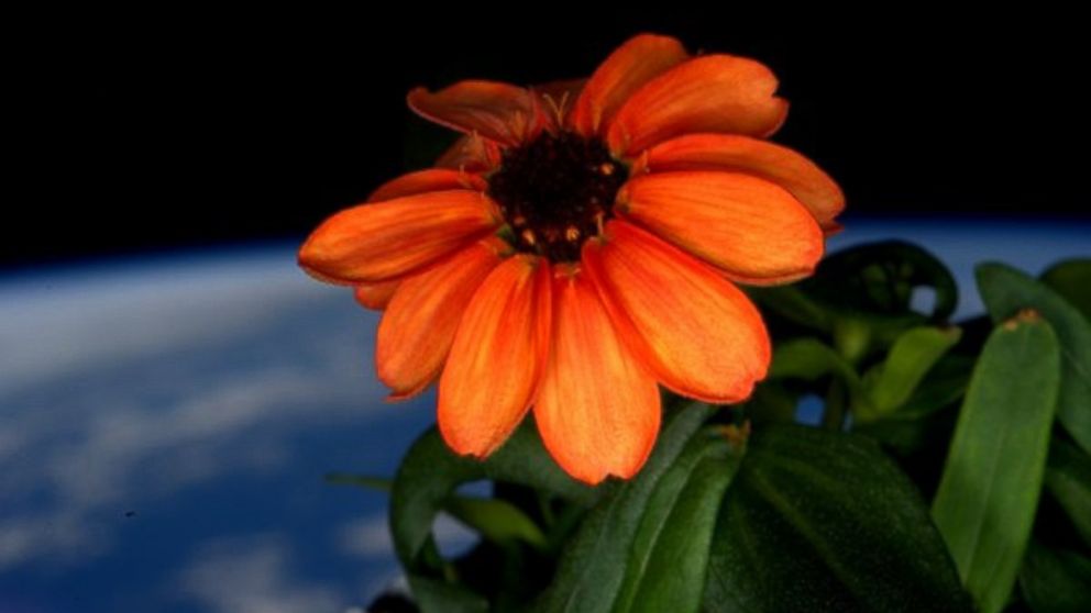 NASA astronaut Scott Kelly shared this photo of a flower grown in space on Jan. 17, 2016.