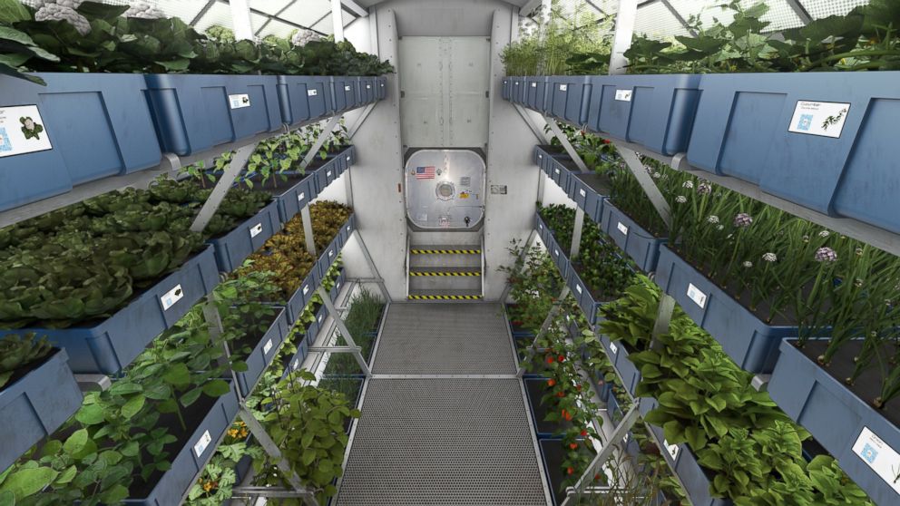 PHOTO: NASA plans to grow food on future spacecraft and on other planets as a food supplement for astronauts. 