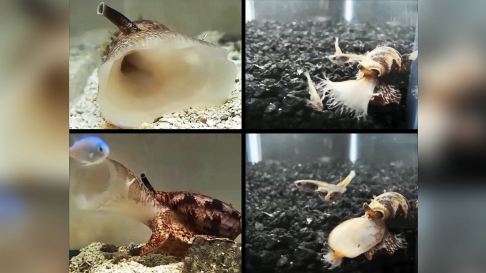 The images show two species of cone snail, Conus geographus (left) and Conus tulipa (right) attempting to capture their fish prey. As the snails approach, they release a specialized insulin into the water, along with neurotoxins that inhibit sensory circuits, resulting in hypoglycemic, sensory-deprived fish that are easier to engulf with their large, distensible false mouths. Once engulfed, powerful paralytic toxins are injected by the snail into each fish.