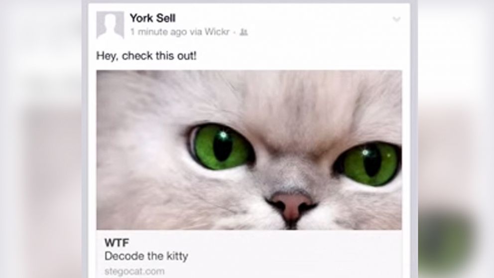 PHOTO: The Wickr app hides secret messages in plain sight behind cat photos.