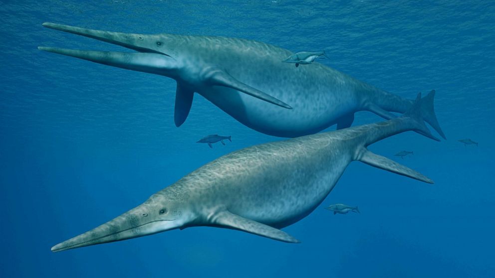 PHOTO: Shonisaurus, a giant ichthyosaur is pictured in this handout reconstruction image obtained by Reuters, April 9, 2018.
