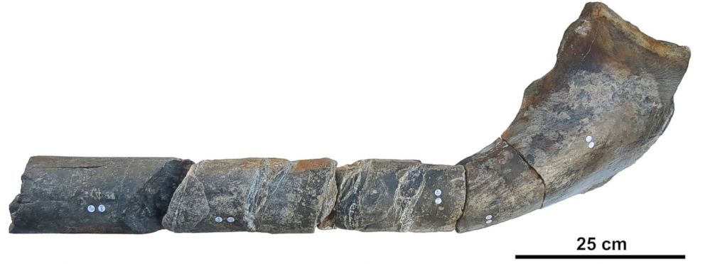 PHOTO: The jaw bone of a giant ichthyosaur found on an English beach is pictured in this undated handout photo obtained by Reuters, April 9, 2018.