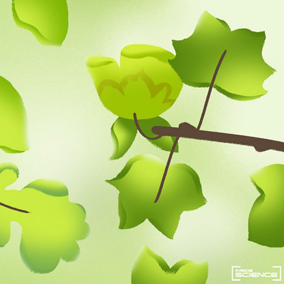 illo-springgreen-ht-ps-