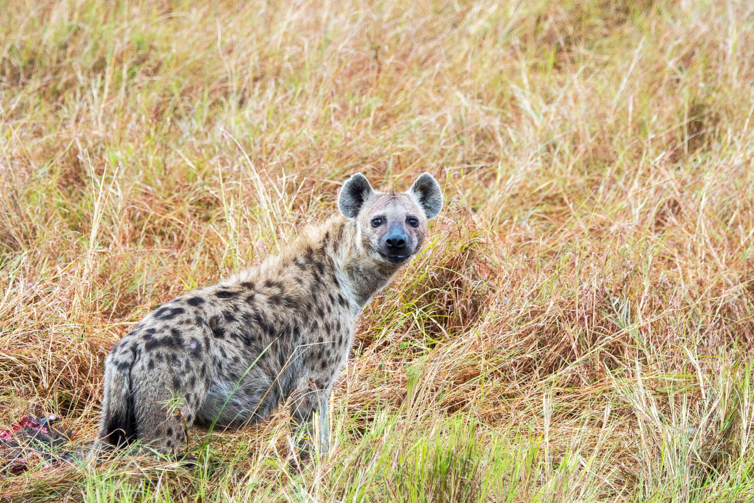 PHOTO: A spotted hyena prowls in the Masai Mara National Reserve in Kenya. 