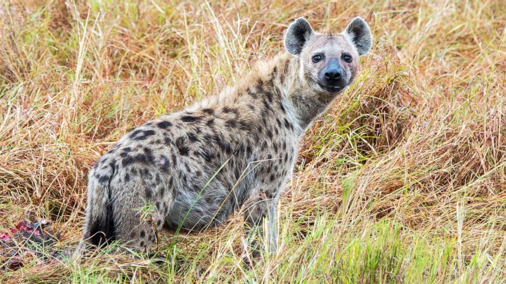 PHOTO: A spotted hyena prowls in the Masai Mara National Reserve in Kenya. 