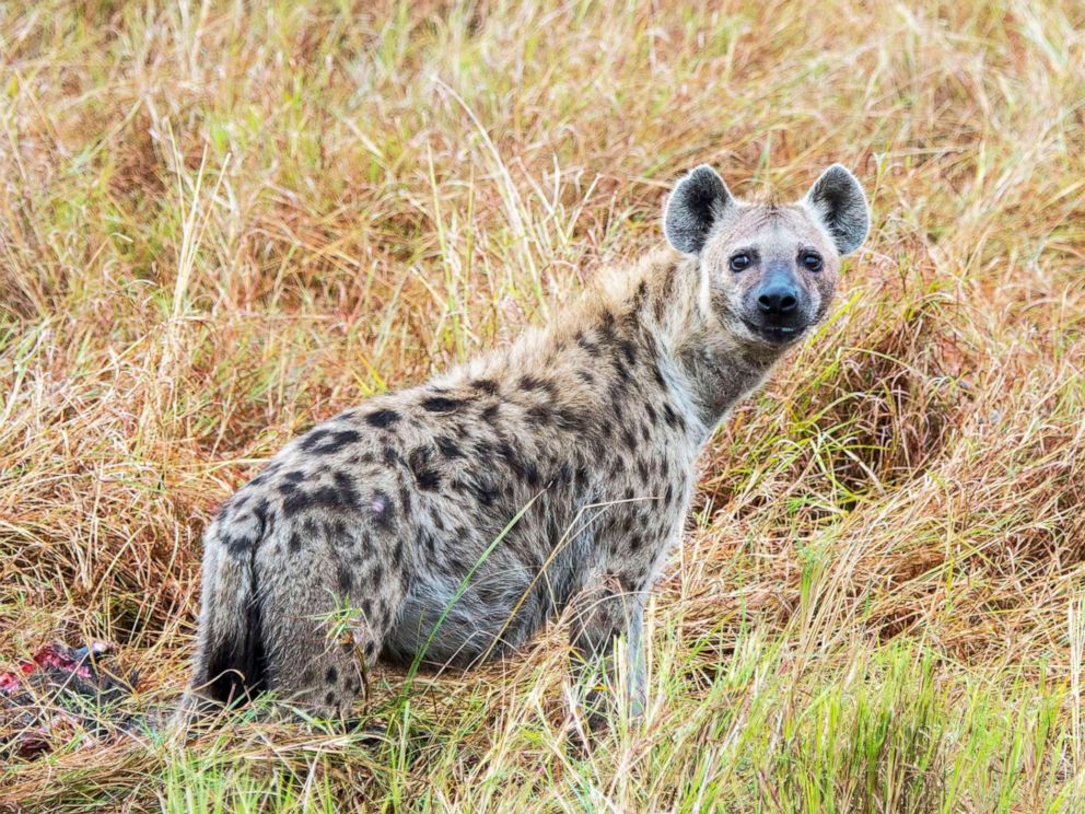 Hyenas, considered 'villains of the world,' play key role in returning  nutrients to desert soil - ABC News