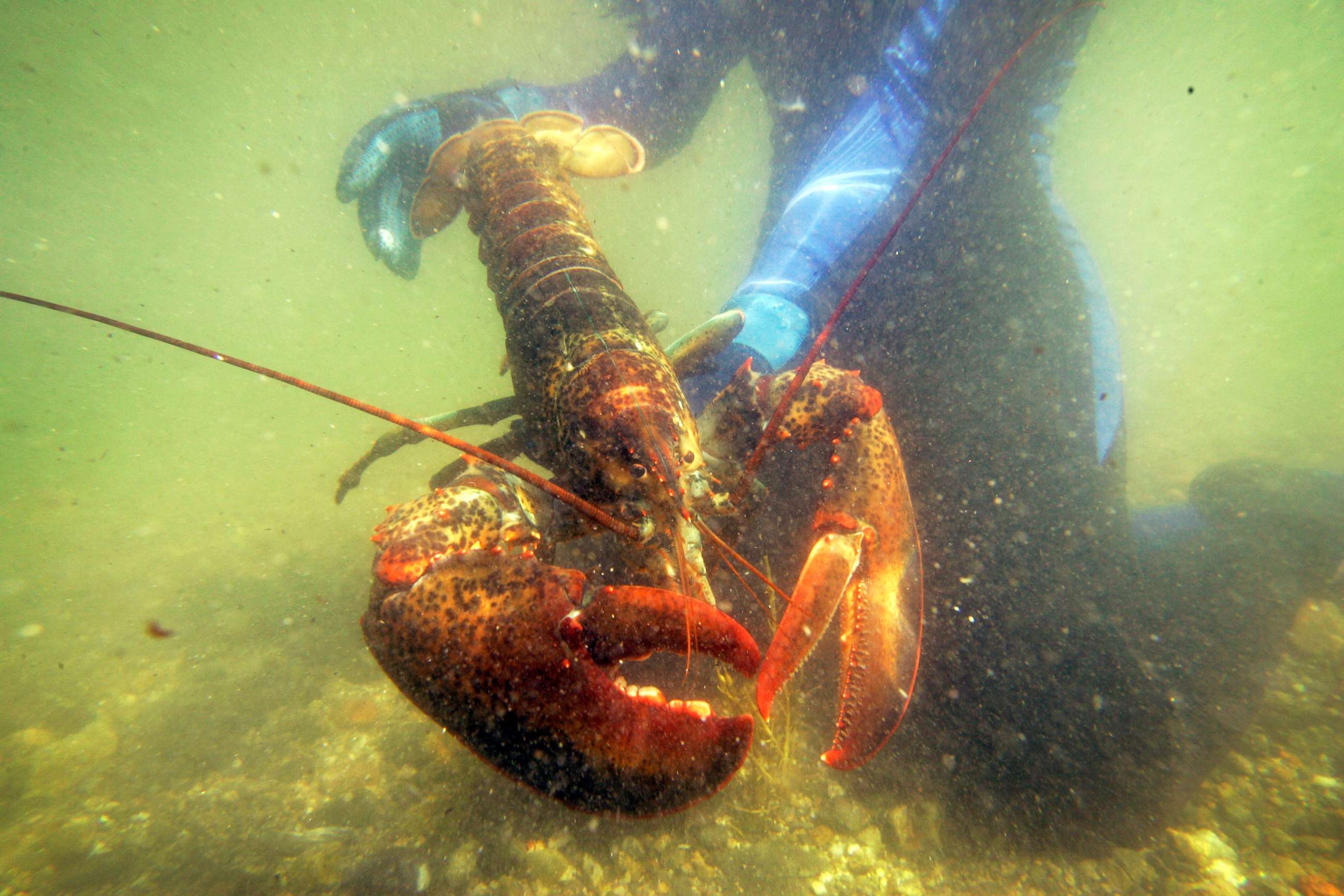 PHOTO: A scientist holds a lobster underwater on Friendship Long Island, Maine, July 2007.