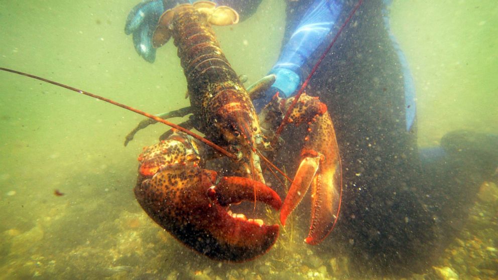 7 Things You May Not Know About Lobsters and Their History