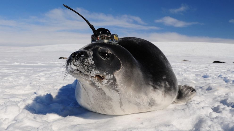 How big holes form in Antarctic ice even though it's cold ABC News