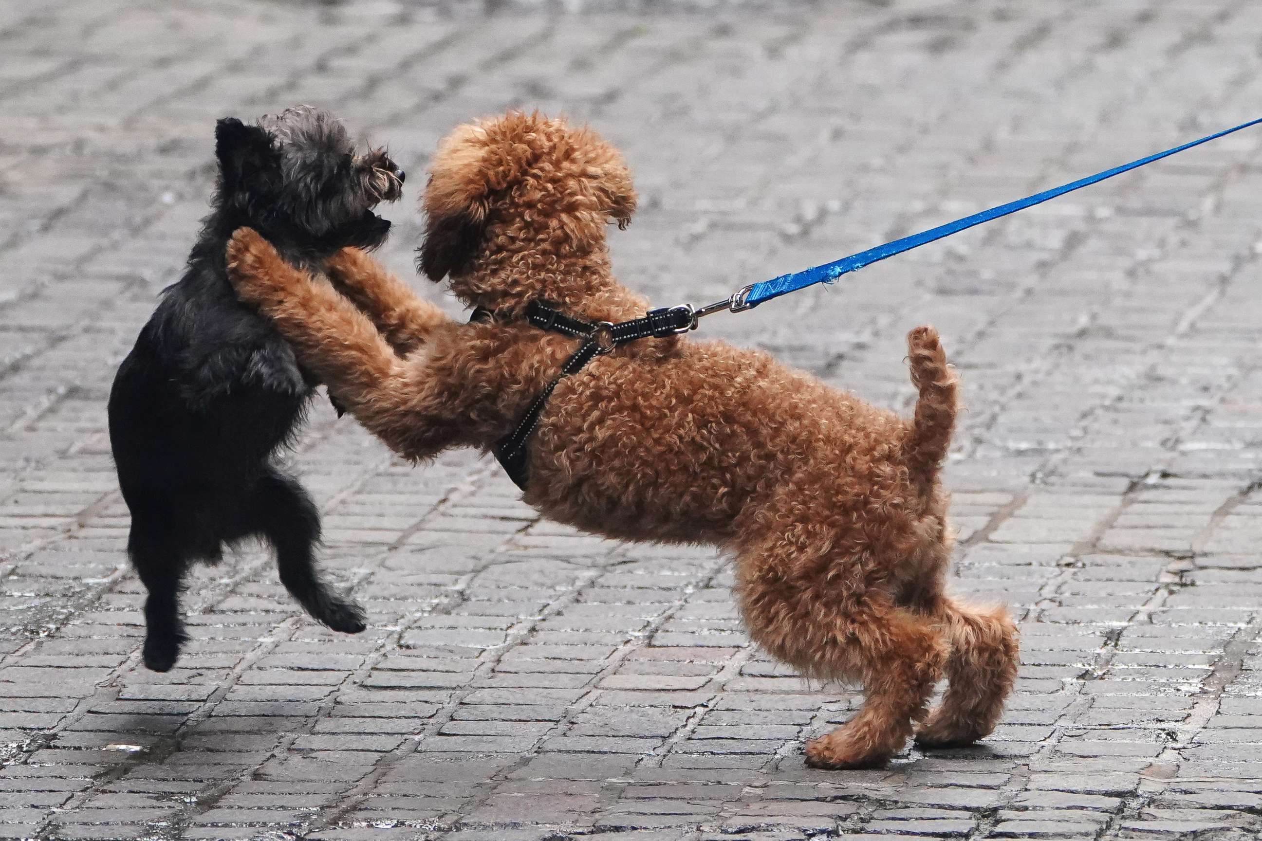 PHOTO: Dogs tussle and play on the cobblestones of Wall Street in the Manhattan borough of New York City, New York, U.S., Oct. 2, 2020.