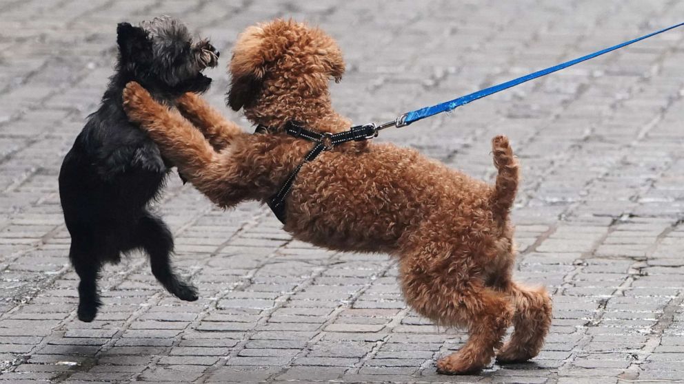 PHOTO: Dogs tussle and play on the cobblestones of Wall Street in the Manhattan borough of New York City, New York, U.S., Oct. 2, 2020.