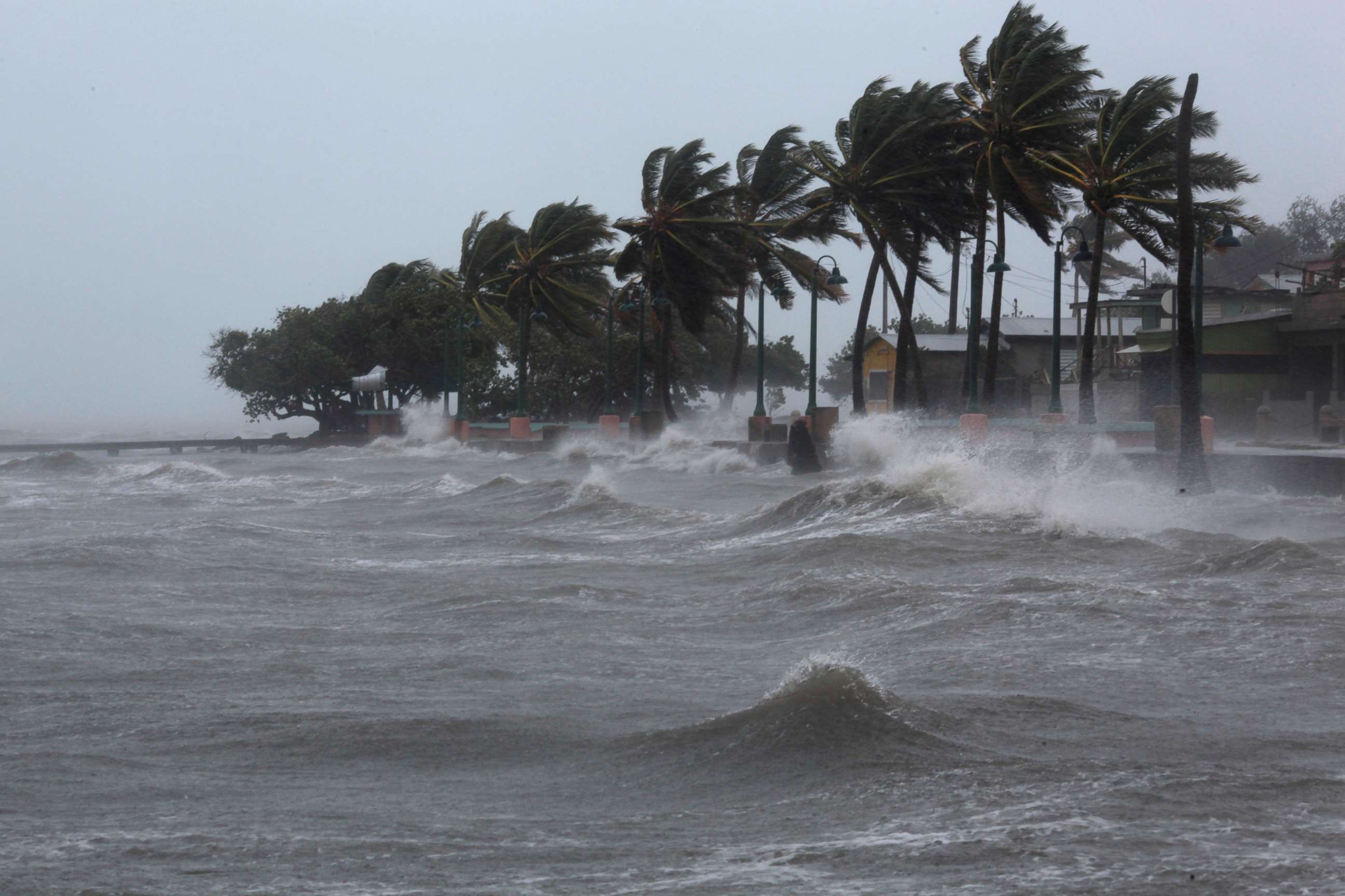 PHOTO: Palm trees buckle under winds and rain as Hurricane Irma slammed across islands in the northern Caribbean on Wednesday, in Fajardo, Puerto Rico Sept. 6, 2017.