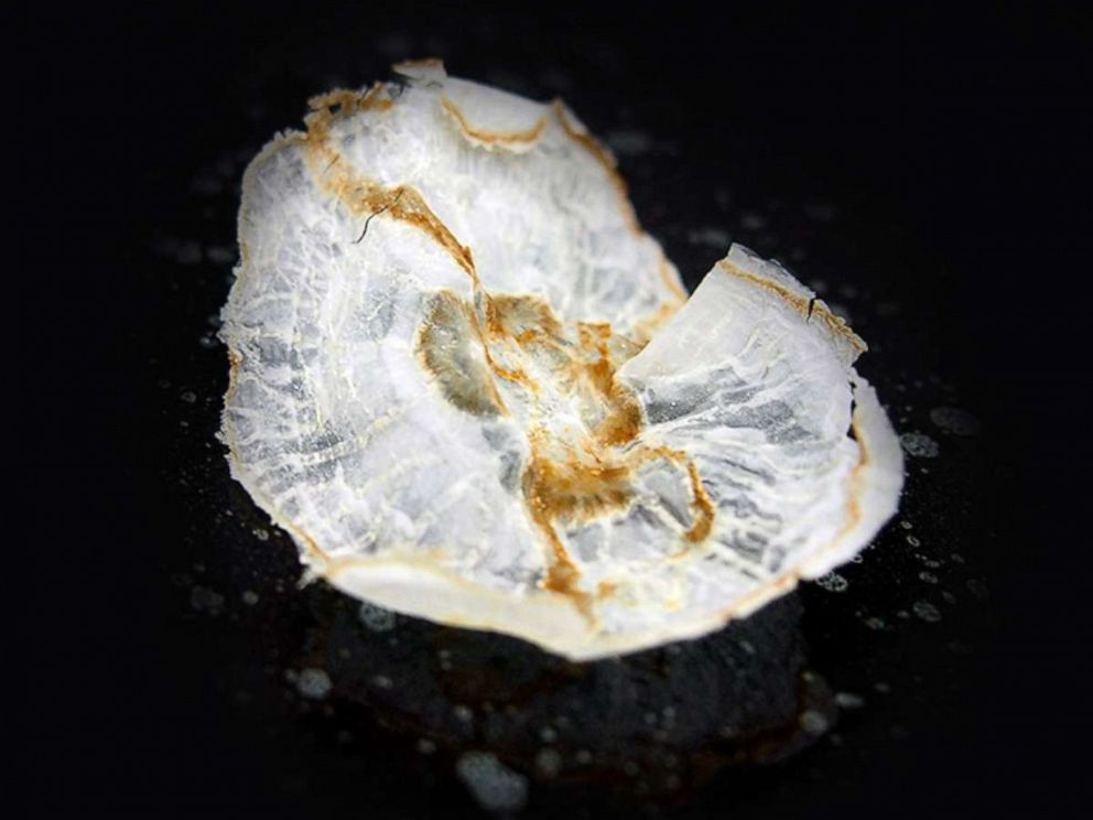 PHOTO: A jellyfish chip made by physicists.