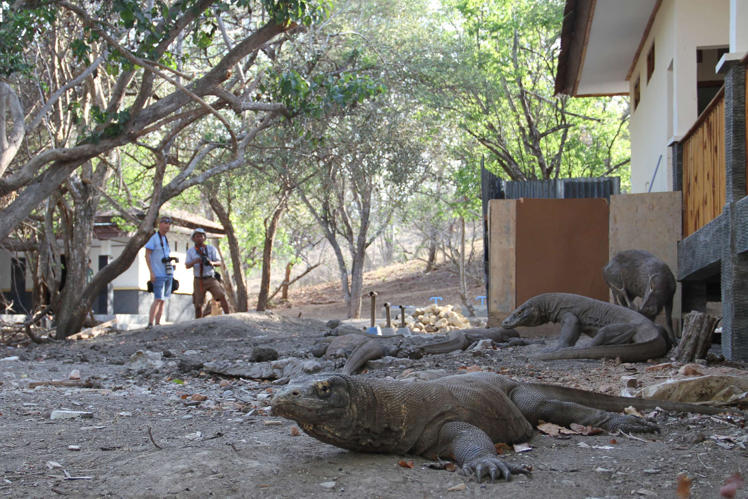 PHOTO: Komodo Dragons who have been habituated to co-occur with humans.