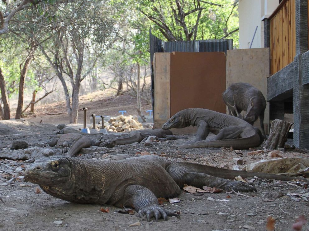 How Komodo dragons survived extinction - ABC News