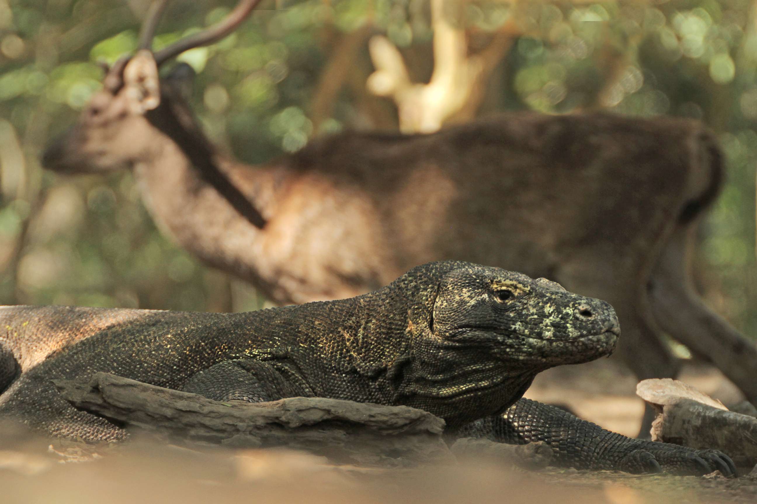 PHOTO: A Komodo Dragon at the water hole with a Rusa deer.