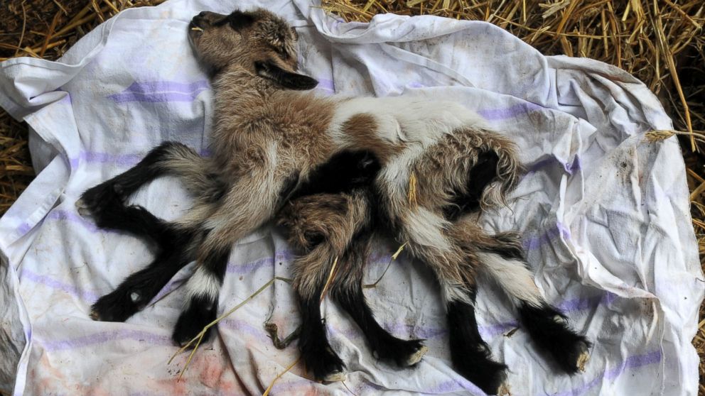 A goat with eight legs has been born on a farm in Kutjevo, Croatia.