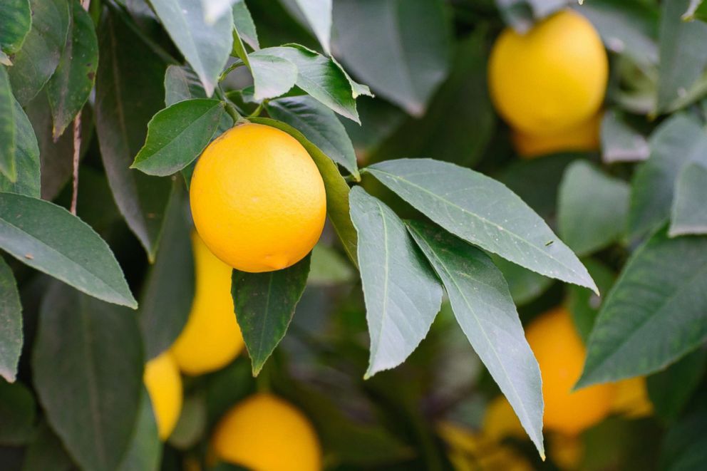 PHOTO: California lemons hang on a tree.