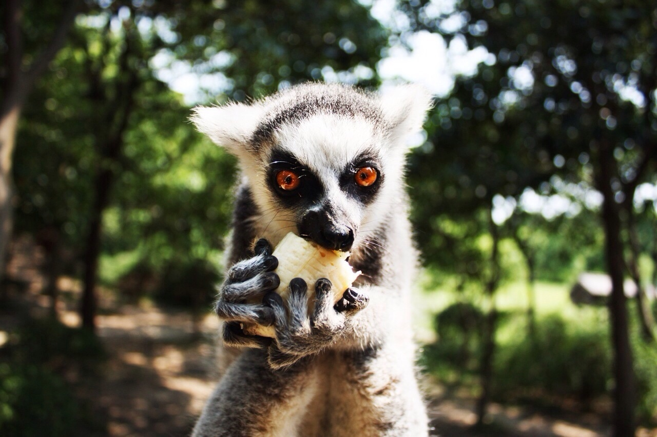 PHOTO: A lemur eats fruit in an undated stock photo. 