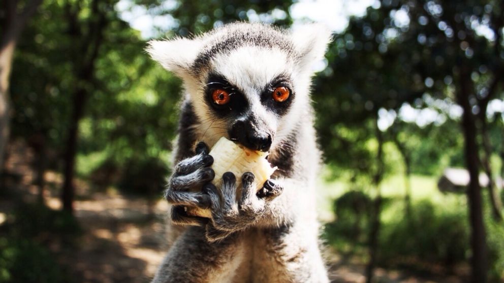 PHOTO: A lemur eats fruit in an undated stock photo. 