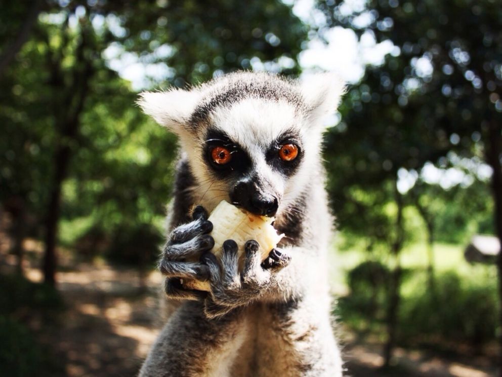 PHOTO: A lemur eats fruit in an undated stock photo.