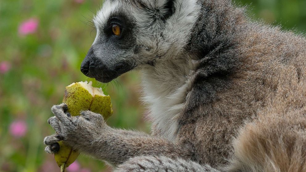 A lemur eats fruit in an undated stock photo.