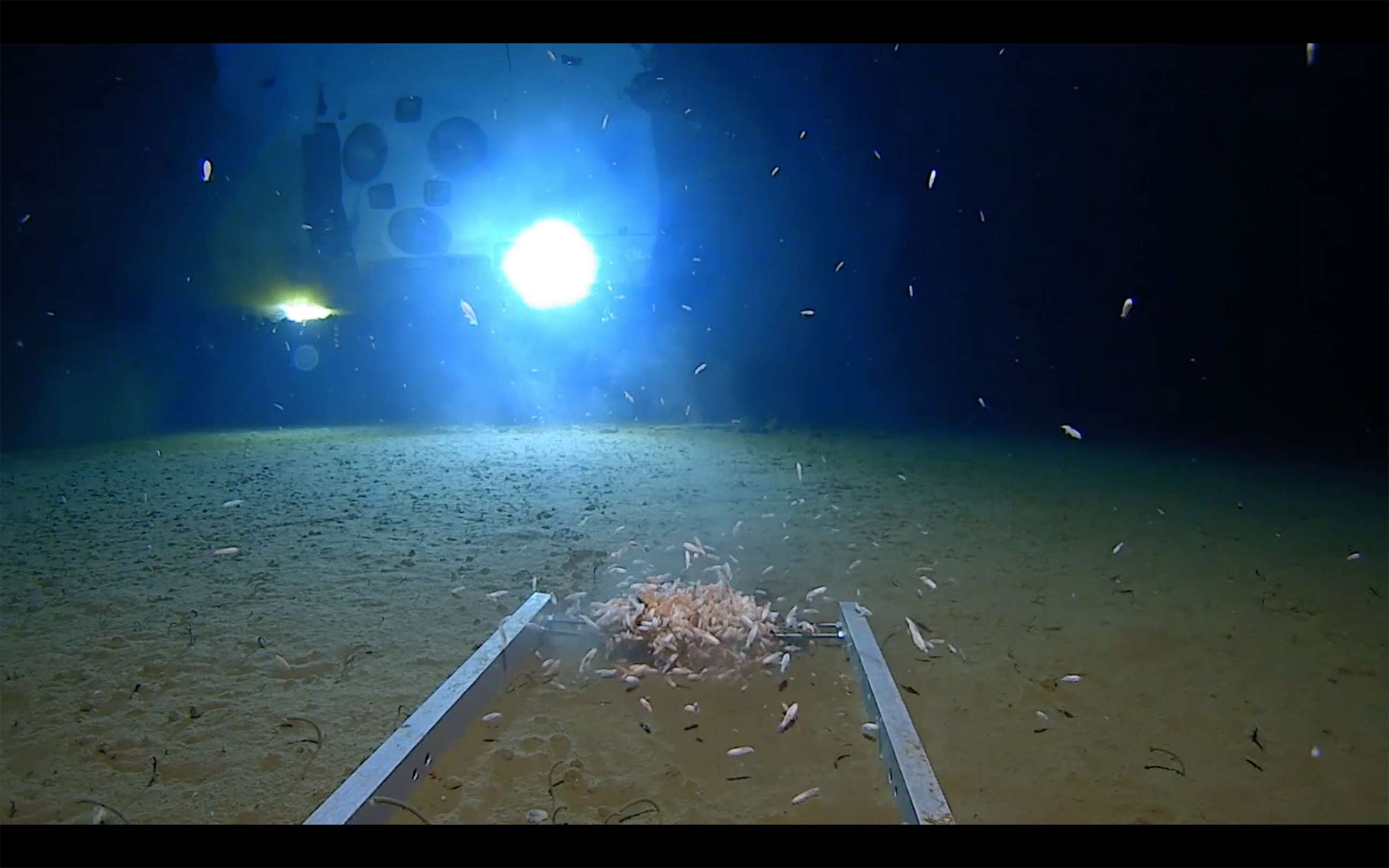 PHOTO: View from "Limiting Factor" submarine during a Mariana Trench dive.