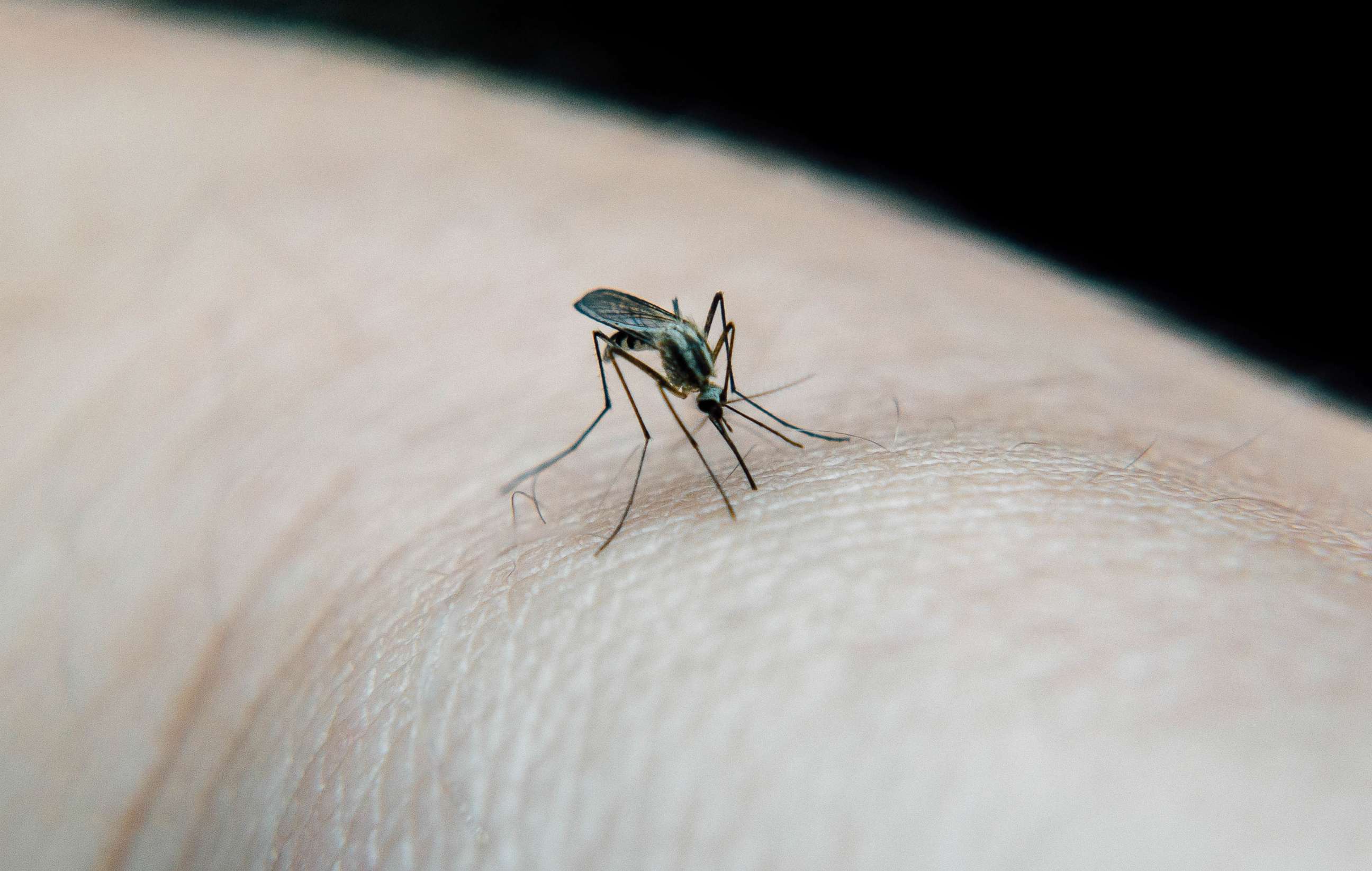 PHOTO: A mosquito is seen here in this stock photo.