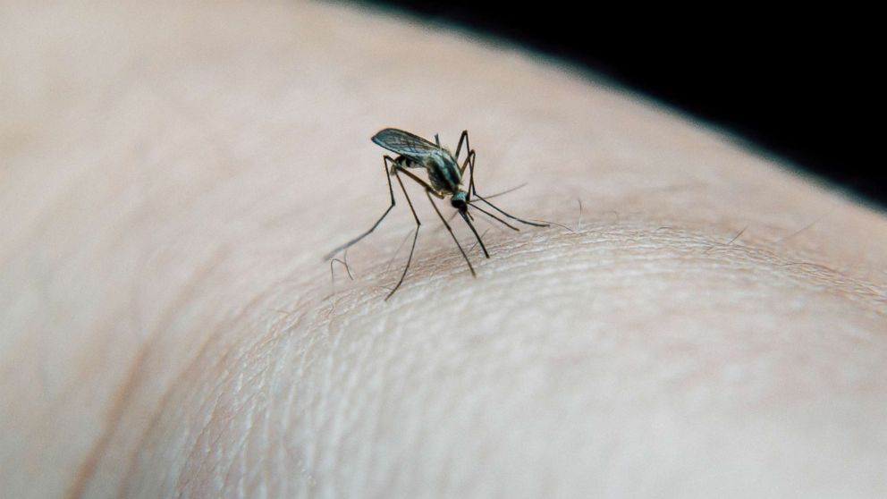 What you need to know about the deadly mosquito-borne ...