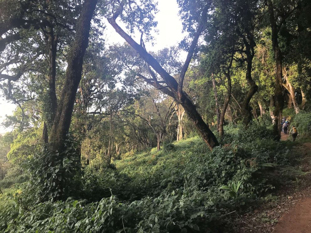 PHOTO: A rainforest sits near the bottom of Mount Kilimanjaro, Tanzania at an elevation of about 2500 meters, February 2019.