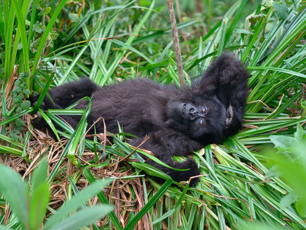 PHOTO: A young mountain gorillas named Fasha, who has faced a number of challenges in her young life, including having been caught in a snare in the past, lies in the grass in Rwandas Volcanoes National Park in 2016.